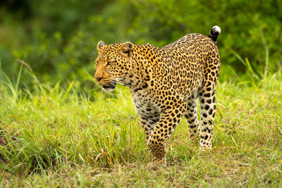 Leopard lifts paw while walking through savannah