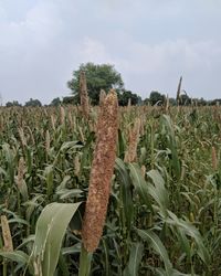 Close-up of crops on field against sky