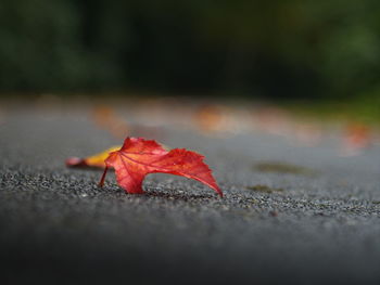 Close-up of fallen maple leaf on footpath
