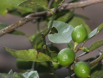 Close-up of fruit growing on tree