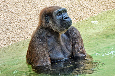 Close-up of monkey sitting in water