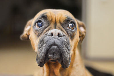 Close-up portrait of a dog