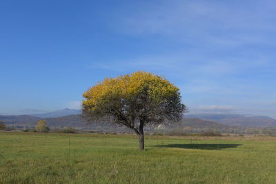 Tree on field against sky