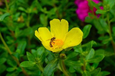 Close-up of bee on yellow flower