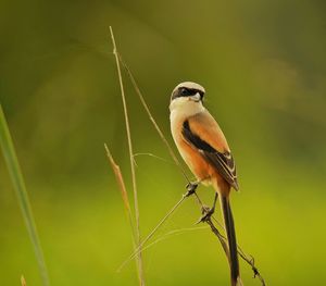 Close-up of bird perching on twig
