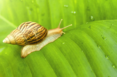 Extreme close-up of snail on wet leaf