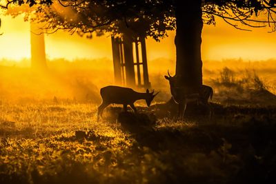 Silhouette of trees on field at sunset