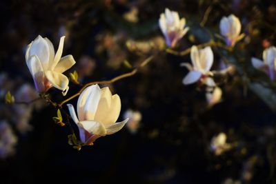 Close-up of white flowering plant