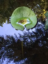 Trees growing in the dark