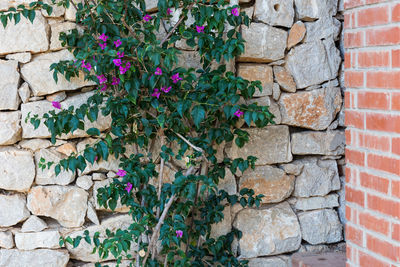 Close-up of ivy growing on brick wall