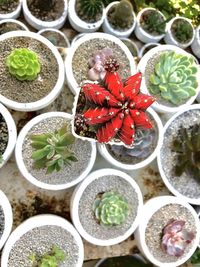 Full frame shot of potted plants