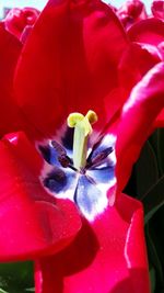 Close-up of red flowers