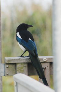 Close-up of bird on wall