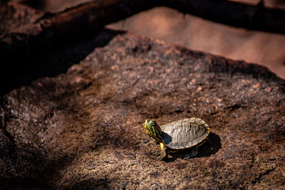 Baby turtle on rock
