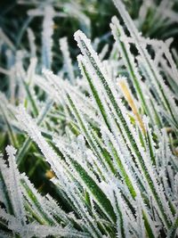 Close-up of frozen plant during winter