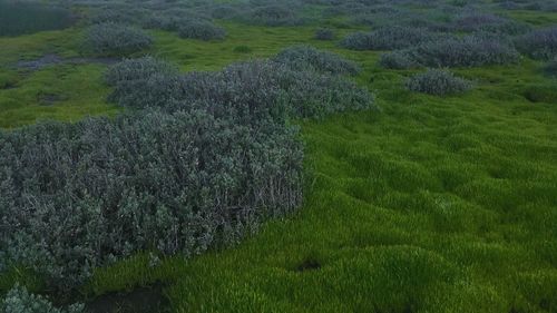 High angle view of grassy field