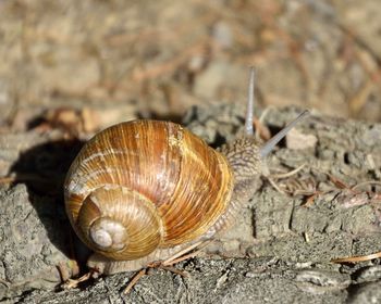Close-up of snail on rock