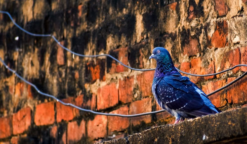 Side view of a beautiful blue rock pigeon sitting on a brick wall. selective focus.