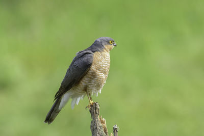 Sparrow hawk, accipiter nisus, perched on a broken fence post, side on view