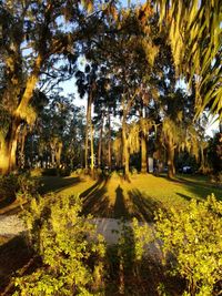 Trees growing in park