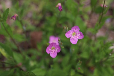 Close-up of pink flowers