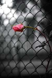 Close-up of rose on chainlink fence