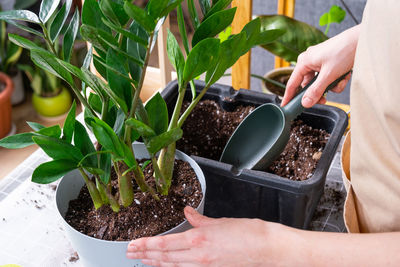 Cropped hands planting sapling
