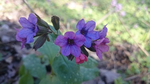 Close-up of purple flowers blooming outdoors