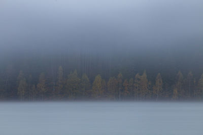 Trees in forest during winter