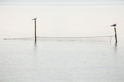 Seagulls perching on wooden posts over sea