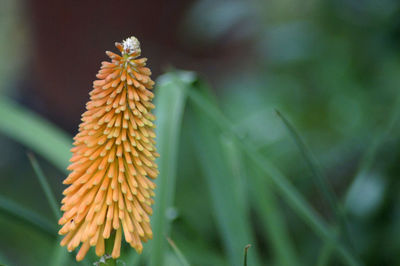 Close-up of flowering plant against blurred background