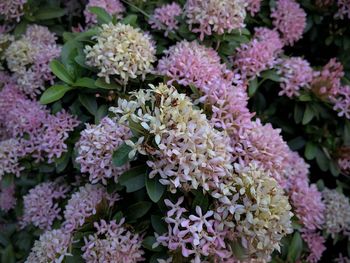 Close-up of pink flowering plants