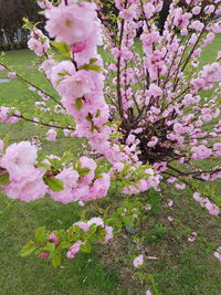 High angle view of pink cherry blossoms in field