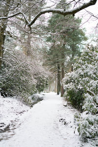 Road amidst trees during winter