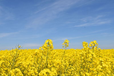 Yellow flowering plants on field against sky