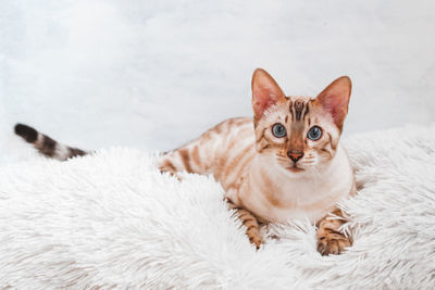 Beautiful bengal cat with blue eyes on white soft fluffy plaid.