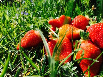 Close-up of fresh apples on field