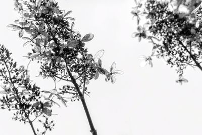 Low angle view of flowering plants against clear sky