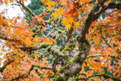 Low angle view of maple tree against orange sky
