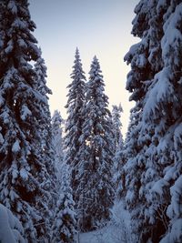 Pine trees in forest during winter