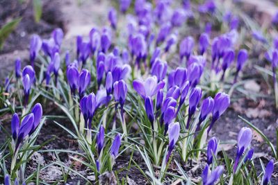 Close-up of lavender blooming on field