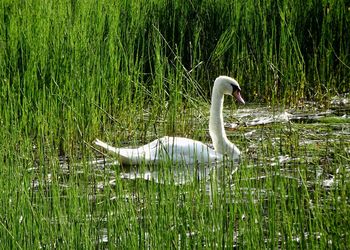 Swan in a lake