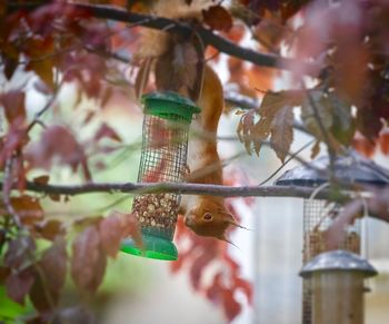 Close-up of bird feeder