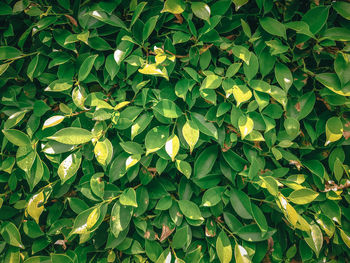 Full frame shot of fresh green leaves