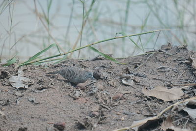 Close-up of a bird on land