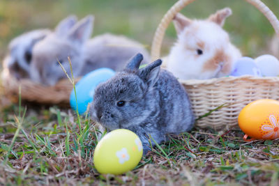 Close-up of rabbit on table