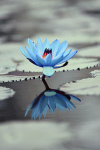 Close-up of purple water lily in lake