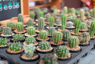 High angle view of potted plants for sale at market