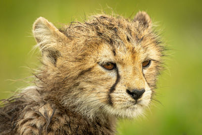 Close-up of wet cheetah cub facing right