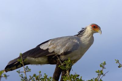 Low angle view of eagle perching on branch against sky